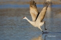 Sandhill-Crane;Crane;Grus-canadensis;Flying-bird;action;aloft;behavior;flight;fl